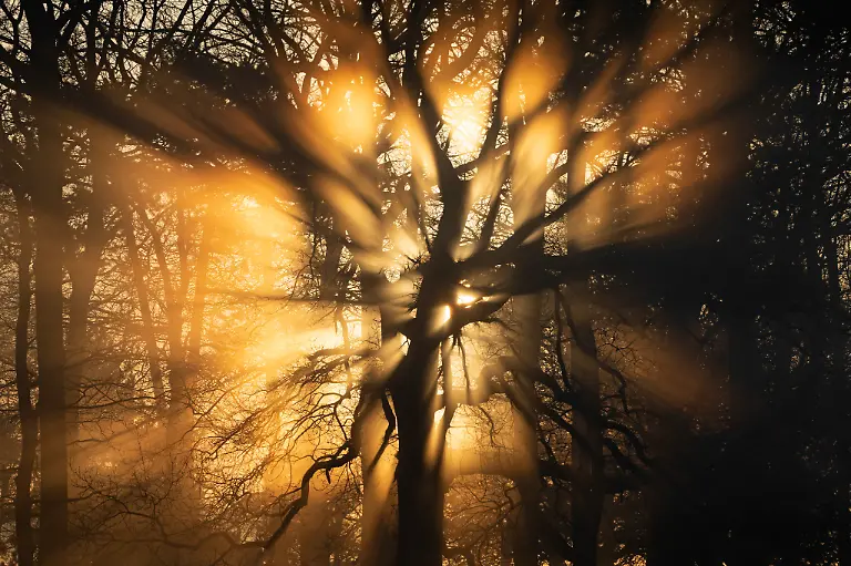 LowRes-WINNER-BWPA-2026-Beams of Brightness